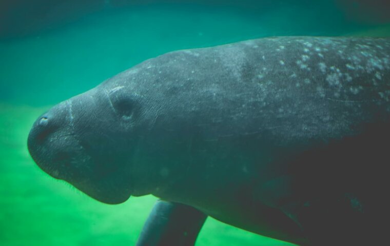 What Is a Sea Cow in the Bible?
