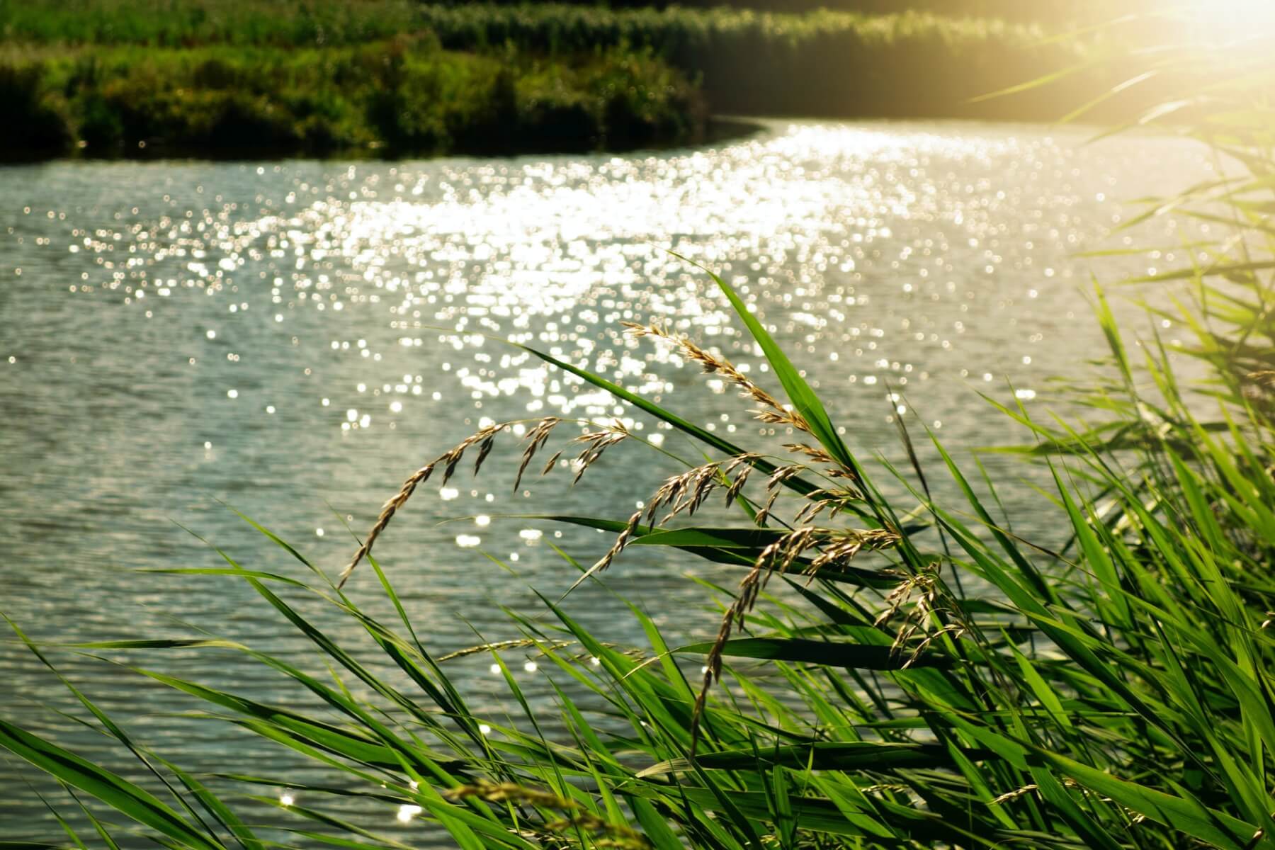 reeds along a creek