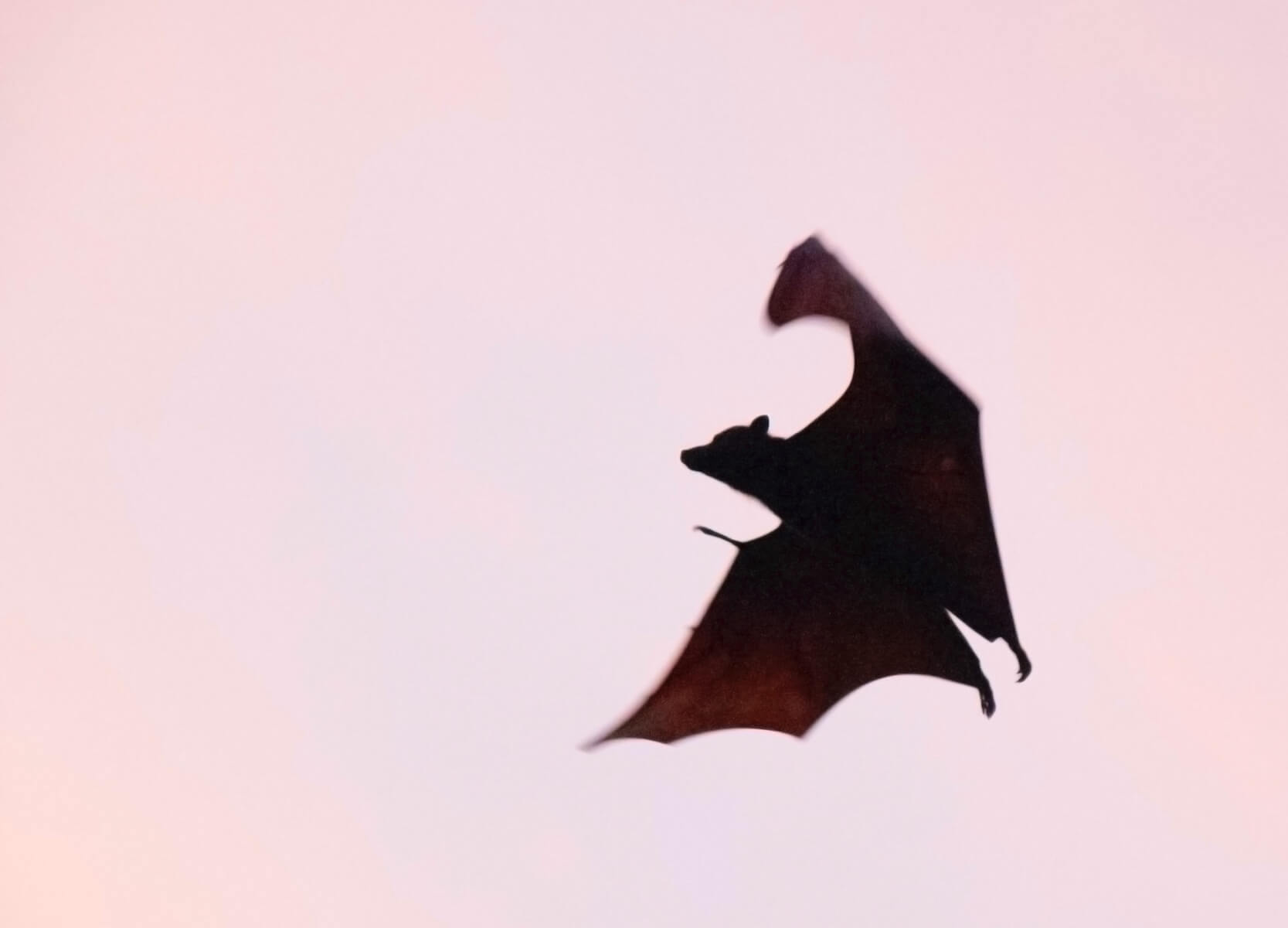 vampire bat